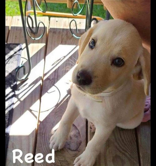 Reed (Winston)