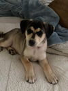 Zena