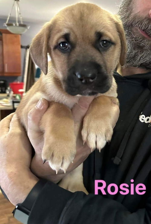 Rosie