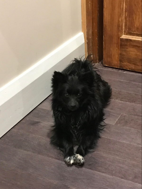 Black best sale pomeranian mix