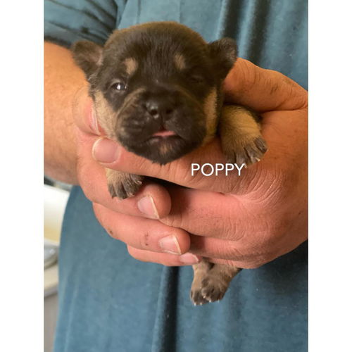 Poppy