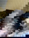 Cora