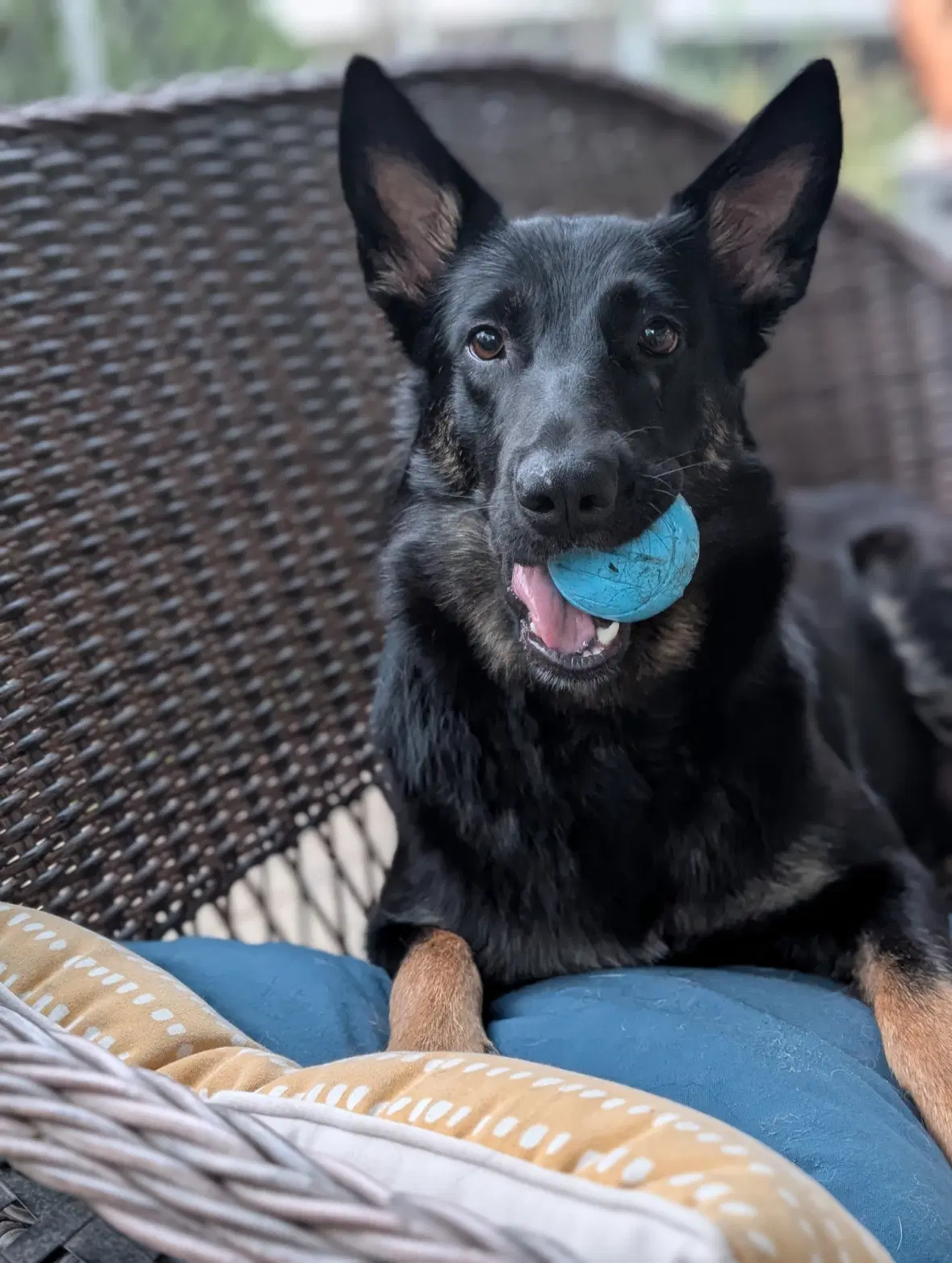 Fancy - Cattle Dog