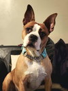 Odie