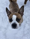 Odie