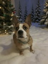 Odie