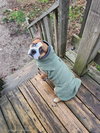 Odie