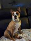 Odie