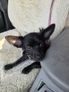Gizmo