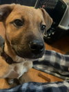 Tinsel (fawn w black snout)