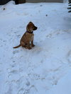 Tinsel (fawn w black snout)