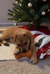 Navidad 'Navi' (red)