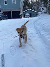 Juniper (cream w fawn)