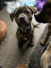 Dasher (brindle)