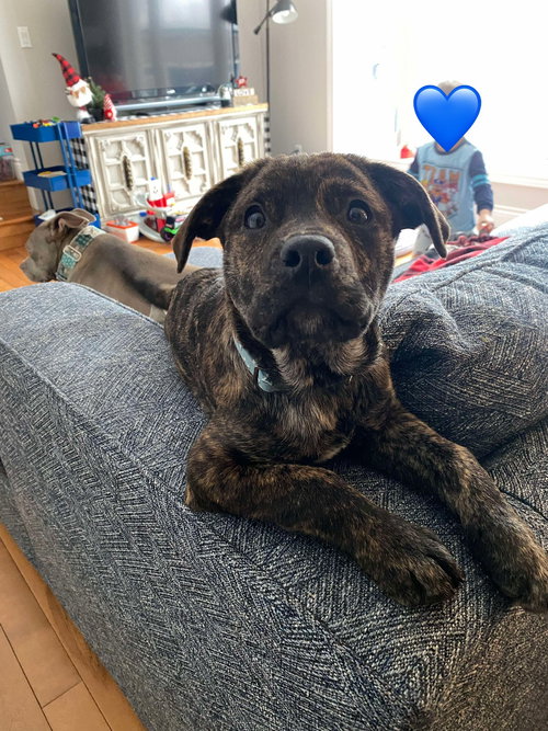 Dasher (brindle)
