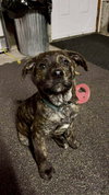 Dasher (brindle)