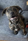Dasher (brindle)