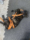 Dasher (brindle)