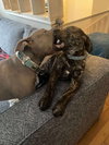 Dasher (brindle)