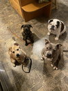 Dasher (brindle)