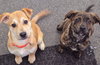 Dasher (brindle)