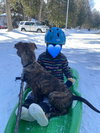Dasher (brindle)