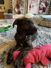 Dasher (brindle)