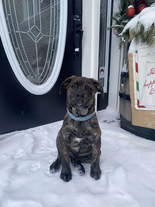 Dasher (brindle)