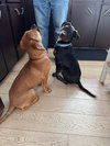 Cypress (black w brindle)