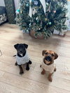 Cypress (black w brindle)