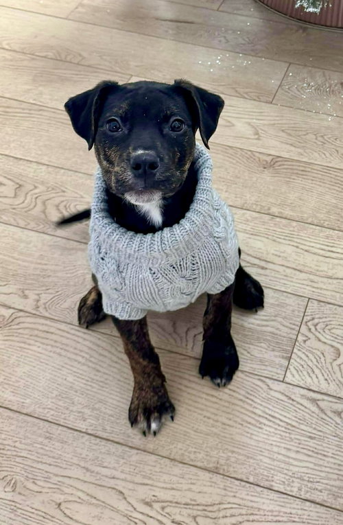 Cypress (black w brindle)