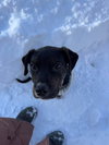 Cypress (black w brindle)