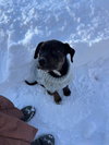 Cypress (black w brindle)
