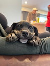 Cypress (black w brindle)