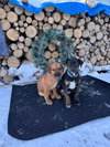Cypress (black w brindle)