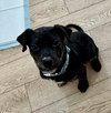 Cypress (black w brindle)