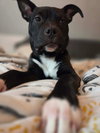 Snoop
