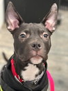 Snoop