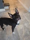 Snoop