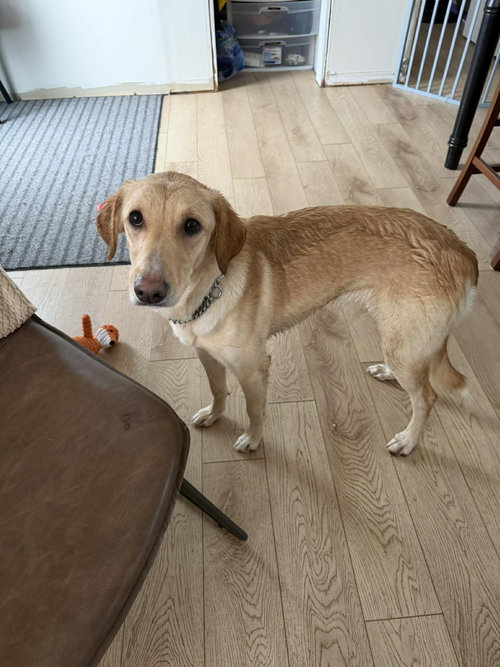 Poncho (now Hera)