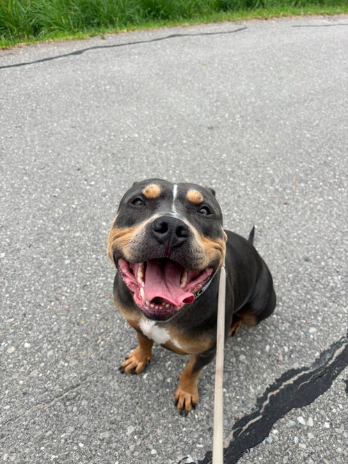 Peaches, an adoptable American Bulldog in Oro Medonte, ON