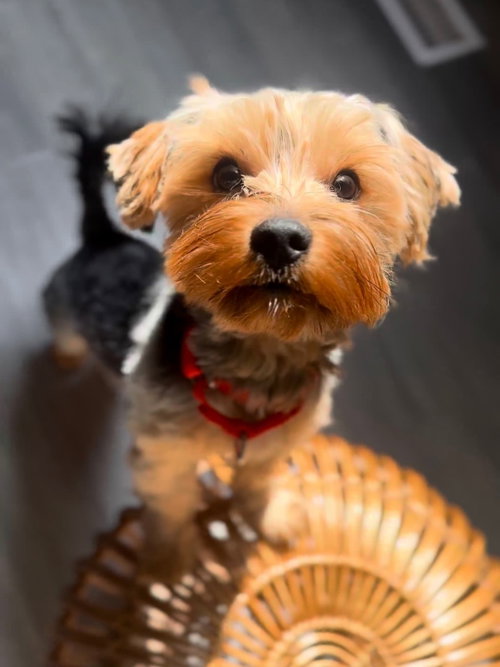Fergus
