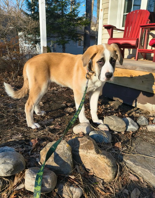 Maggie