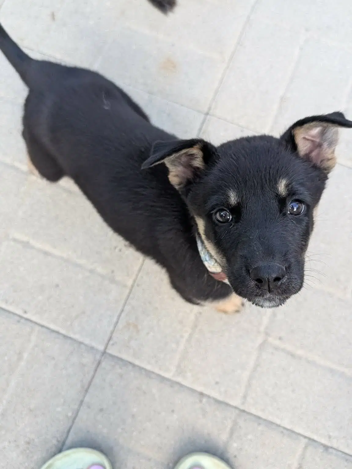 Rockstar - German Shepherd Dog