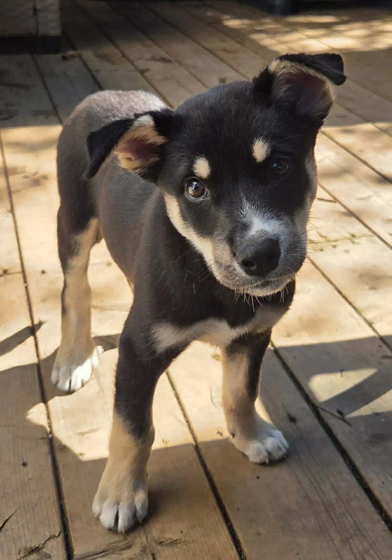 C Energy - German Shepherd Dog