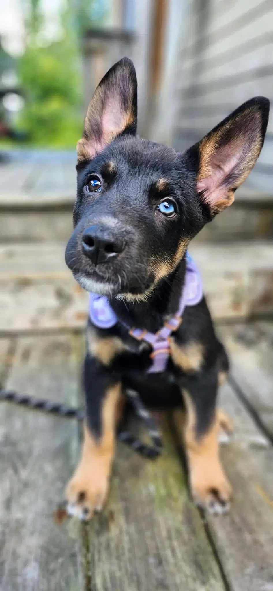 Reign - German Shepherd Dog