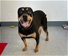adoptable Dog in big bear city, CA named RIOT