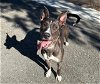 adoptable Dog in big bear city, CA named DIAMOND