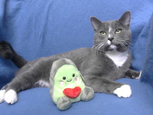 picture of the cat needing adoption