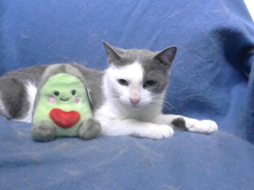 picture of the cat needing adoption